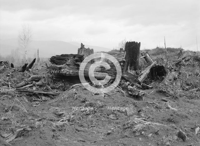 New settlers shack at foot of hills on poor sandy soil, Boundary County, Idaho, 1939. Creator: Dorothea Lange.