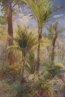 New Zealand Forest 1924