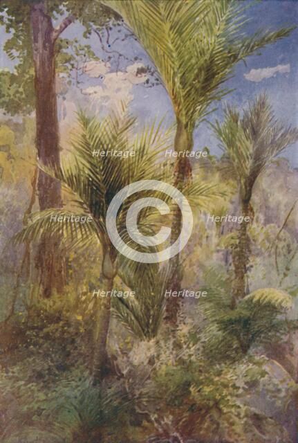 'New Zealand Forest', 1924. Artist: Unknown.