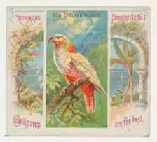 New Zealand Parrot, from Birds of the Tropics series (N38) for Allen & Ginter Cigarettes, ..., 1889. Creator: Allen & Ginter