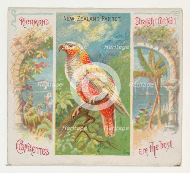 New Zealand Parrot, from Birds of the Tropics series (N38) for Allen & Ginter Cigarettes, ..., 1889. Creator: Allen & Ginter.