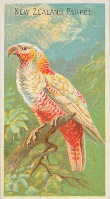 New Zealand Parrot, from the Birds of the Tropics series (N5) for Allen & Ginter Cigarette..., 1889. Creator: Allen & Ginter