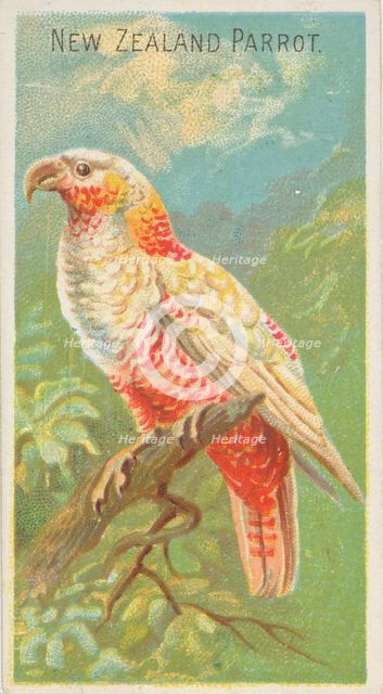 New Zealand Parrot, from the Birds of the Tropics series (N5) for Allen & Ginter Cigarette..., 1889. Creator: Allen & Ginter.