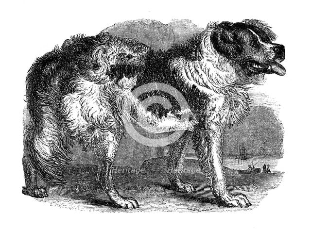 Newfoundland dog, 1848. Artist: Unknown