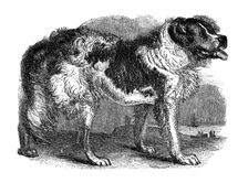 Newfoundland dog, 1848
