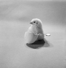 Newly hatched chick standing in an egg shell, 1946-1980. Artist: John Gay
