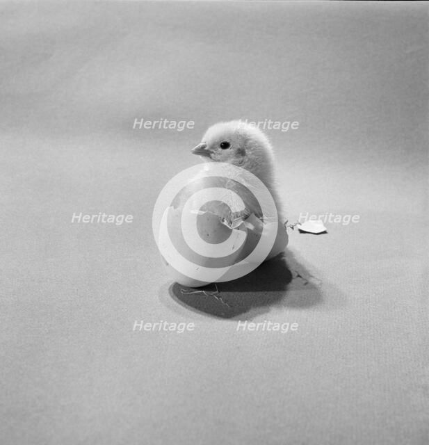 Newly hatched chick standing in an egg shell, 1946-1980.  Artist: John Gay.