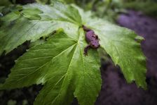 Newt. Creator: Joshua Johnston