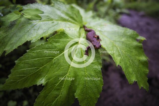 Newt. Creator: Joshua Johnston.
