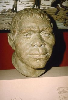 Neanderthal Man. Reconstruction of head, c20th century