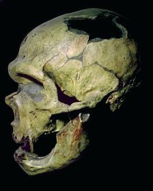 Neanderthal skull from France