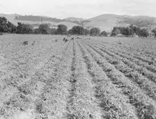 Near Tracy, California - Gang of Filipinos in pea field, 1938. Creator: Dorothea Lange