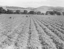 Near Tracy, California - Gang of Filipinos in pea field, 1938. Creator: Dorothea Lange