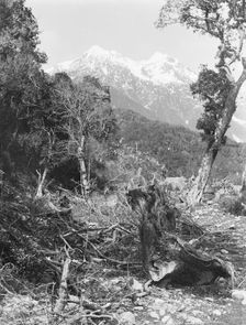 Near accommodation house, Otira, West Coast Road, c.1880. Creator: Burton Brothers