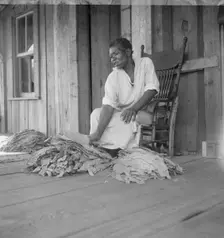 Near Douglas, Georgia. Sharecroppers grade the cured leaves, 1938. Creator: Dorothea Lange