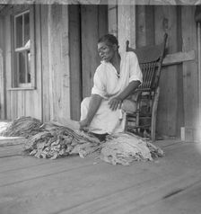 Near Douglas, Georgia. Sharecroppers grade the cured leaves, 1938. Creator: Dorothea Lange