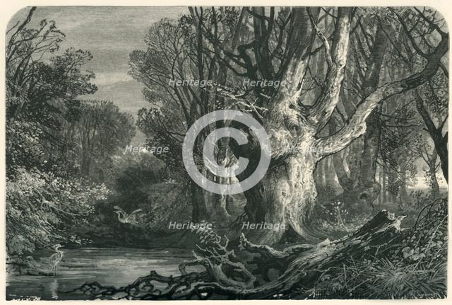 'Near Lymington, in the New Forest', c1870.