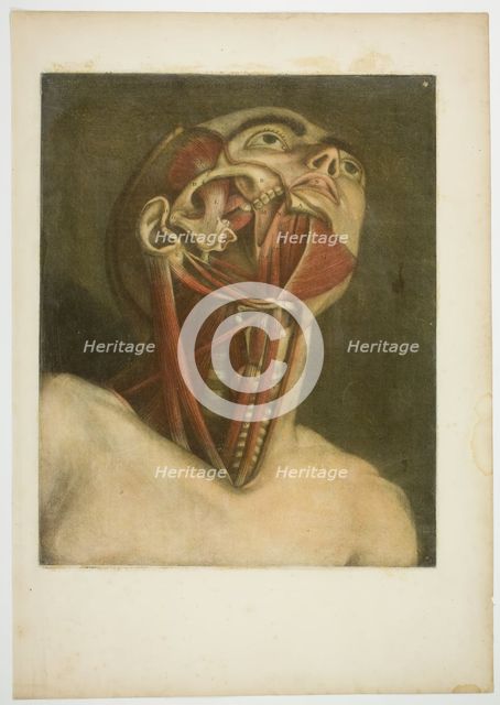 Neck Muscles, plate three from Complete musculature in Natural Size and Color, 1746. Creator: Jacques Fabian Gautier Dagoty.