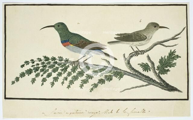 Nectarinia afra (Greater double-collared sunbird), 1777-1786. Creator: Robert Jacob Gordon.