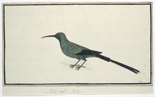 Nectarinia famosa (Malachite sunbird), 1777-1786. Creator: Robert Jacob Gordon