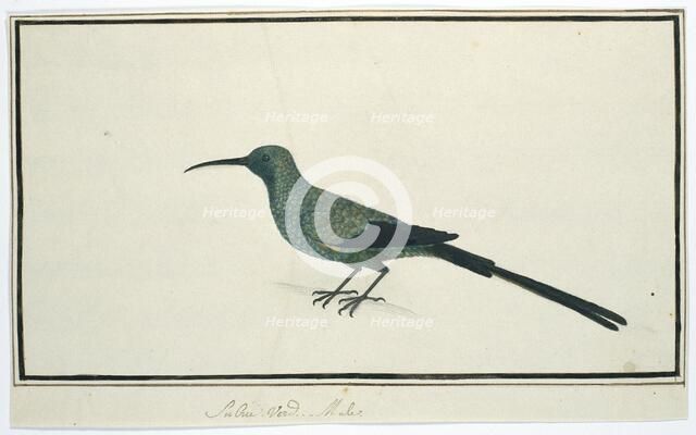 Nectarinia famosa (Malachite sunbird), 1777-1786. Creator: Robert Jacob Gordon.