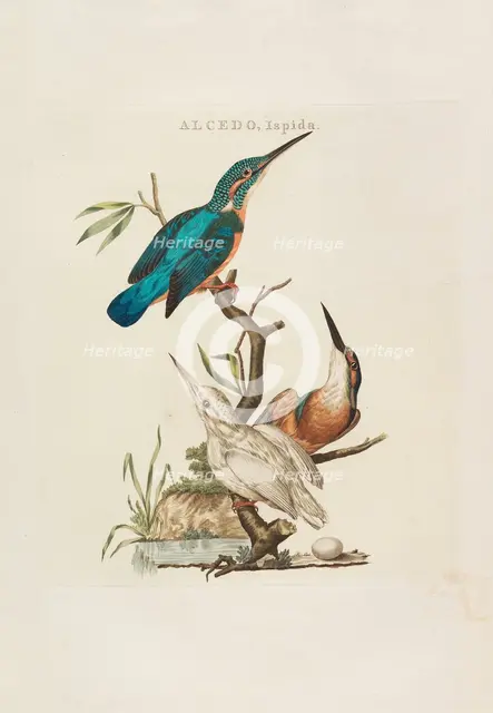 Nederlandsche vogelen: volgens hunne huishouding, aert, en eigenschappen, 1770-1829. Creator: Nozeman, Cornelius (1720-1786).