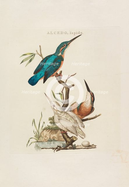 Nederlandsche vogelen: volgens hunne huishouding, aert, en eigenschappen, 1770-1829. Creator: Nozeman, Cornelius (1720-1786).