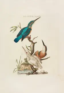 Nederlandsche vogelen: volgens hunne huishouding, aert, en eigenschappen, 1770-1829. Creator: Nozeman, Cornelius (1720-1786)