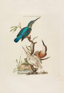 Nederlandsche vogelen: volgens hunne huishouding, aert, en eigenschappen, 1770-1829. Creator: Nozeman, Cornelius (1720-1786)