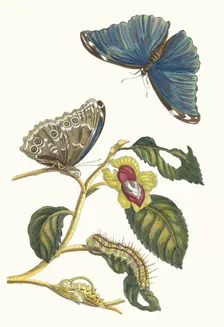 Neflier. From the Book Metamorphosis insectorum Surinamensium, 1705. Creator: Merian, Maria Sibylla (1647-1717)