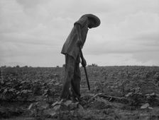 Negro hoeing cotton near Yazoo City, Mississippi, 1937. Creator: Dorothea Lange