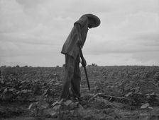 Negro hoeing cotton near Yazoo City, Mississippi, 1937. Creator: Dorothea Lange
