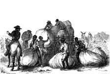 Negro labour loading sacks of cotton on cart, Southern states of USA