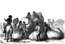 Negro labour loading sacks of cotton on cart, Southern states of USA