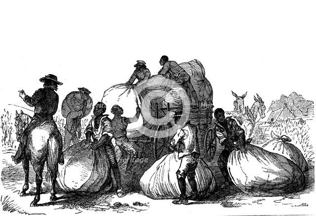 Negro labour loading sacks of cotton on cart, Southern states of USA. Artist: Unknown
