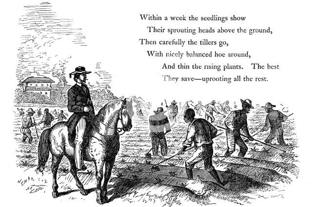 Negro labourers weeding cotton under the eyes of a mounted white overseer, Southern states of USA. Artist: Unknown