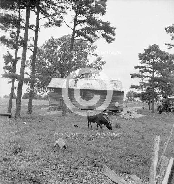 Negro sharecropper house seen from rear, Person County, North Carolina, 1939. Creator: Dorothea Lange.