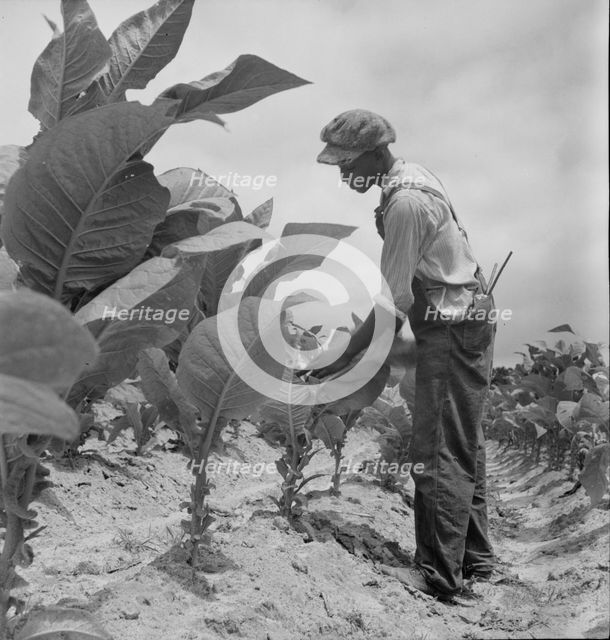 Negro sharecropper's son goes up and down ...worming tobacco, Wake County, North Carolina, 1939. Creator: Dorothea Lange.