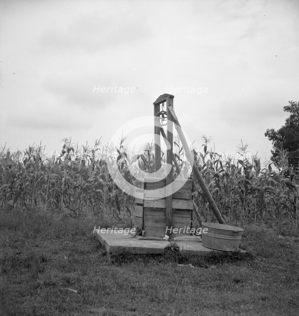 Negro sharecropper tobacco farm, Person County, North Carolina, 1939. Creator: Dorothea Lange.