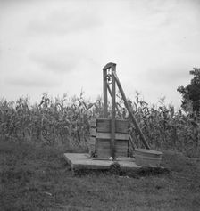 Negro sharecropper tobacco farm, Person County, North Carolina, 1939. Creator: Dorothea Lange