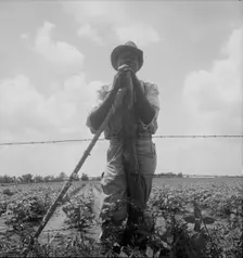 Negro sharecropper with twenty acres, Brazos riverbottoms, near Bryan, Texas, 1938. Creator: Dorothea Lange