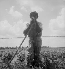 Negro sharecropper with twenty acres, Brazos riverbottoms, near Bryan, Texas, 1938. Creator: Dorothea Lange