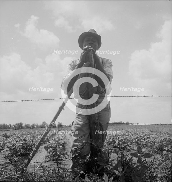 Negro sharecropper with twenty acres, Brazos riverbottoms, near Bryan, Texas, 1938. Creator: Dorothea Lange.