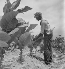 Negro sharecropper's son goes up and down ...worming tobacco, Wake County, North Carolina, 1939. Creator: Dorothea Lange