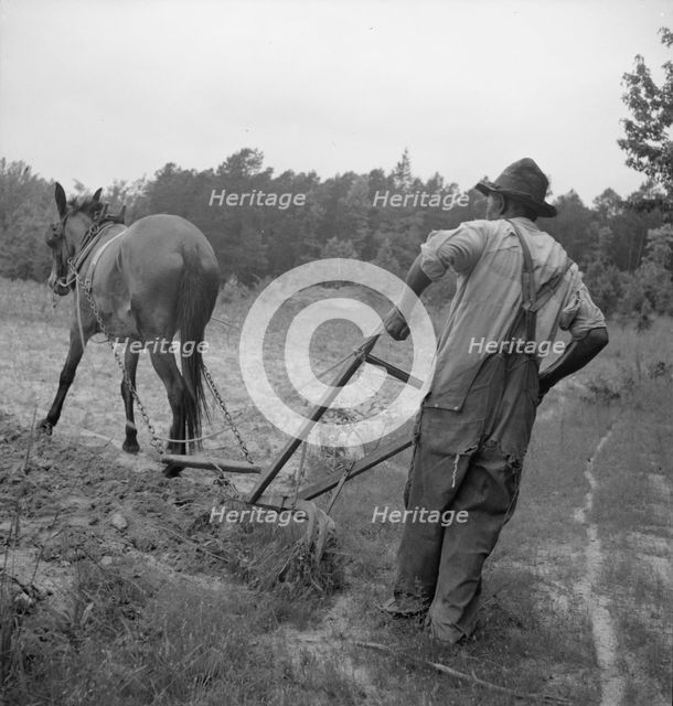 Negro plowing corn, off Highway 144, Person County, North Carolina, 1939. Creator: Dorothea Lange.