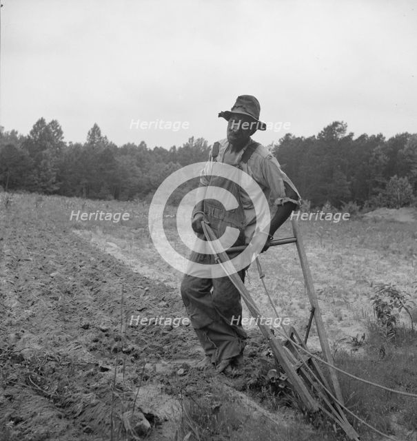 Negro plowing corn, on dirt road from Highway 144, Person County, North Carolina, 1939. Creator: Dorothea Lange.