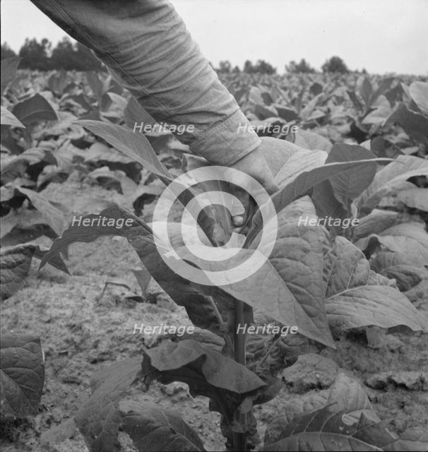 Negro tenant farmer topping tobacco, Person County, North Carolina, 1939. Creator: Dorothea Lange.
