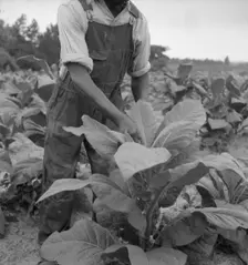 Negro tenant topping tobacco, Person County, North Carolina, 1939. Creator: Dorothea Lange