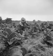 Negro tenant topping tobacco, Person County, North Carolina, 1939. Creator: Dorothea Lange