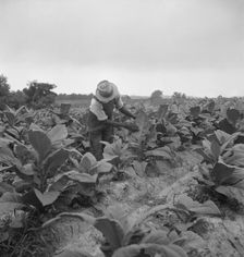 Negro tenant topping tobacco, Person County, North Carolina, 1939. Creator: Dorothea Lange